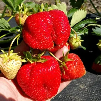 Клубника АПРИКА  Клубника АПРИКА в Вологде