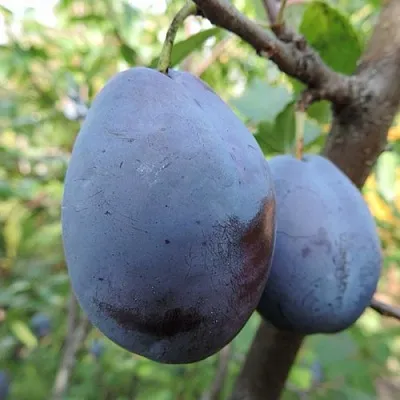 Слива АМЕРС  Слива АМЕРС в Вологде