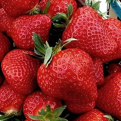 Клубника КЛЕРИ  Клубника КЛЕРИ в Вологде