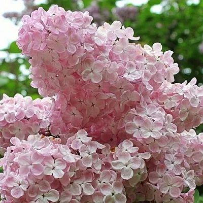 Сирень ВЕЧЕРНИЙ ЗВОН  Сирень ВЕЧЕРНИЙ ЗВОН в Вологде