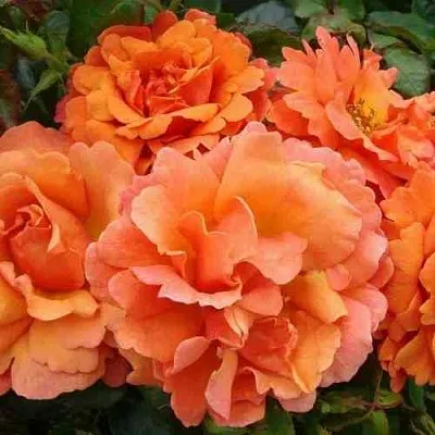 Саженцы роз БРИДЖ ОФ САЙЗ плетистая  Саженцы роз БРИДЖ ОФ САЙЗ плетистая в Вологде