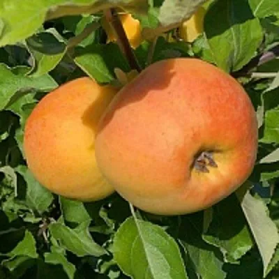 Яблоня АНТОНОВКА ЗОЛОТАЯ  Яблоня АНТОНОВКА ЗОЛОТАЯ в Вологде