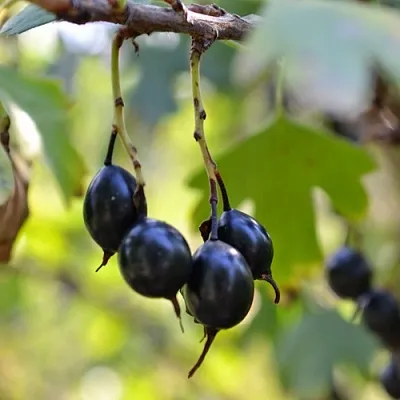 Смородина золотистая ДУСТЛИК в Вологде