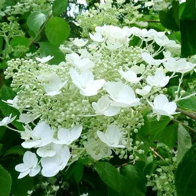 Гортензия УАЙТ ДОМ древовидная  Гортензия УАЙТ ДОМ древовидная в Вологде