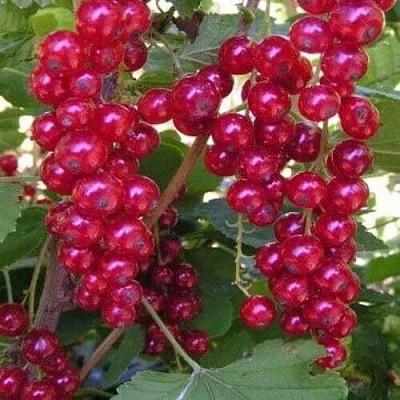 Смородина красная ПУРПУРНАЯ в Вологде