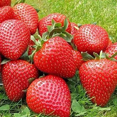 Клубника ЭЛИАНЕ  Клубника ЭЛИАНЕ в Вологде