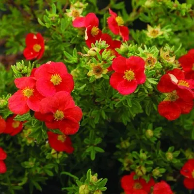 Лапчатка РЕД АЙС кустарниковая  Лапчатка РЕД АЙС кустарниковая в Вологде