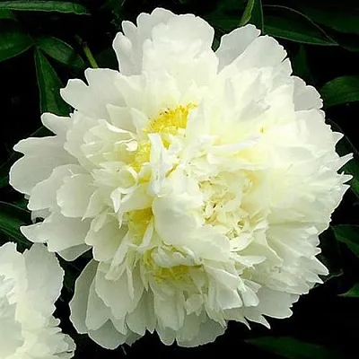 Пион ЗОЛОТОЙ ОРЕОЛ травянистый в Вологде