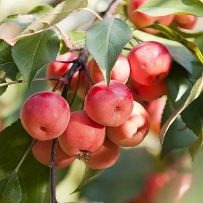 Яблоня ВИШНЕПЛОДНАЯ декоративная  Яблоня ВИШНЕПЛОДНАЯ декоративная в Вологде