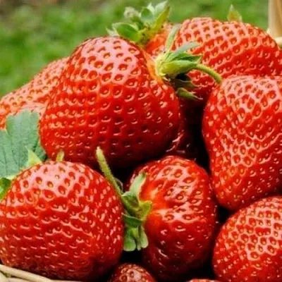 Клубника ФЛОРЕНС  Клубника ФЛОРЕНС в Вологде