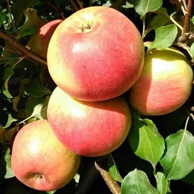 Яблоня ЭМБАССИ  Яблоня ЭМБАССИ в Вологде