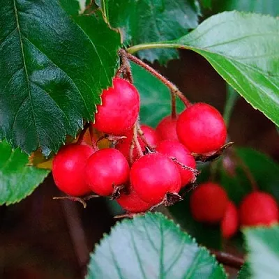 Боярышник ЛЮДМИЛ в Вологде