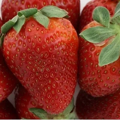 Клубника ФЛАМИНИЯ  Клубника ФЛАМИНИЯ в Вологде