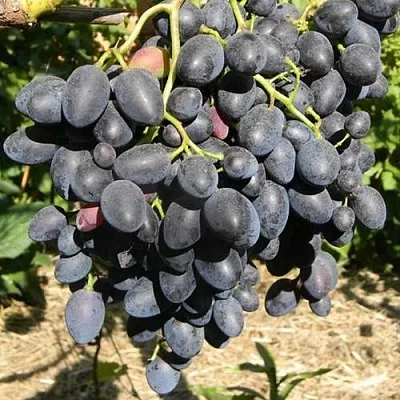 Виноград НАДЕЖДА АЗОС  Виноград НАДЕЖДА АЗОС в Вологде