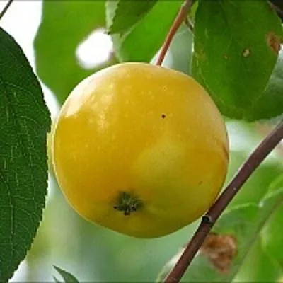 Яблоня КИТАЙКА ЖЁЛТАЯ колонновидная  Яблоня КИТАЙКА ЖЁЛТАЯ колонновидная в Вологде