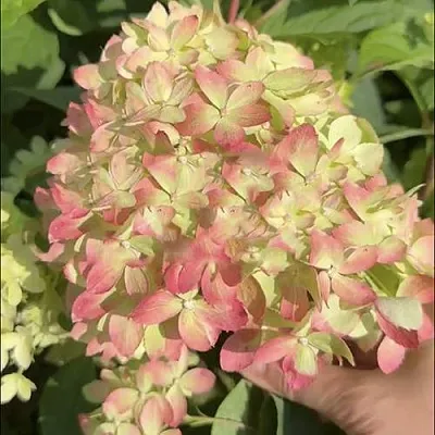 Гортензия ЛИТТЛ ЛАВ метельчатая в Вологде