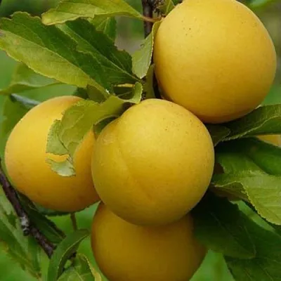 Слива СОЛНЫШКО  Слива СОЛНЫШКО в Вологде