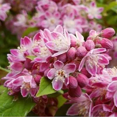 Дейция СТРОБЕРРИ ФИЛДС   Дейция СТРОБЕРРИ ФИЛДС  в Вологде