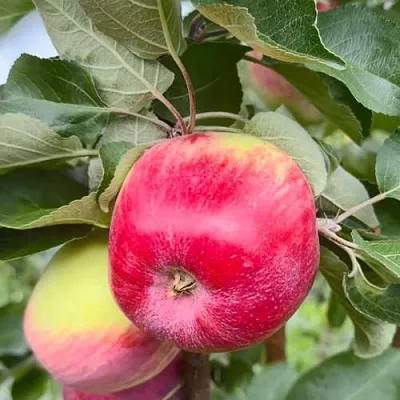 Яблоня АРБАТ колонновидная  Яблоня АРБАТ колонновидная в Вологде