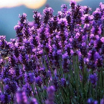 Лаванда  Лаванда в Вологде