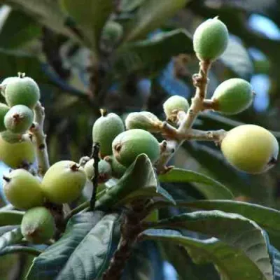 МУШМУЛА  — описание сорта МУШМУЛА  в Вологде