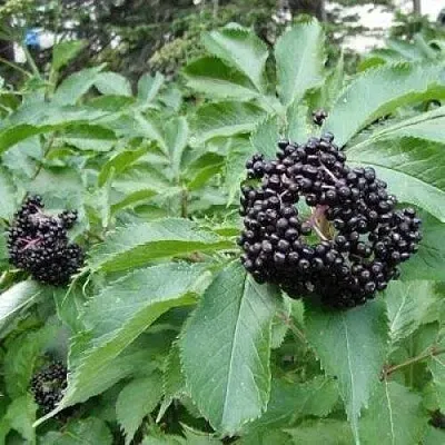 Бузина черная КЛАДЗЕЗЬ  Бузина черная КЛАДЗЕЗЬ в Вологде