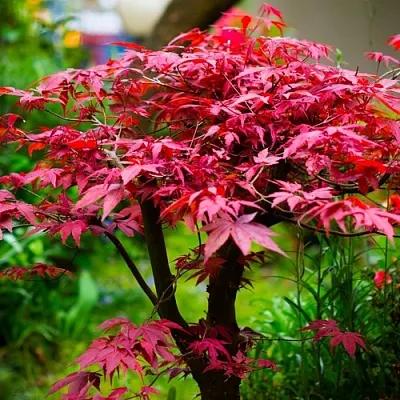 Клен дланевидный АТРОПУРПУРЕУМ  Клен дланевидный АТРОПУРПУРЕУМ в Вологде