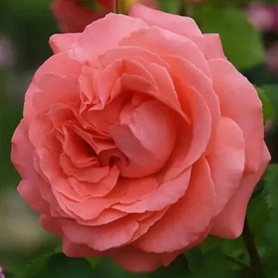 Саженцы роз ДИДИ БРИДЖУОТЕР плетистая  Саженцы роз ДИДИ БРИДЖУОТЕР плетистая в Вологде