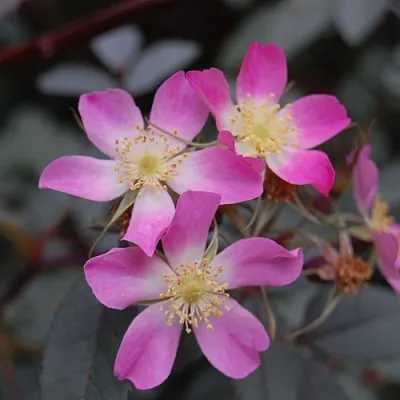 Саженцы роз сизая  Саженцы роз сизая в Вологде