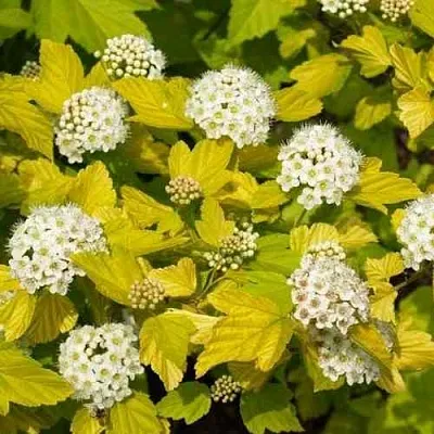 Пузыреплодник ДАРТС ГОЛД  Пузыреплодник ДАРТС ГОЛД в Вологде