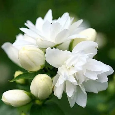 Жасмин ШНЕЕШТРУМ  Жасмин ШНЕЕШТРУМ в Вологде