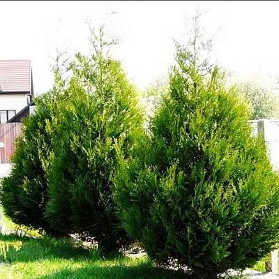 Туя АТРОВИРЕНС складчатая  Туя АТРОВИРЕНС складчатая в Вологде