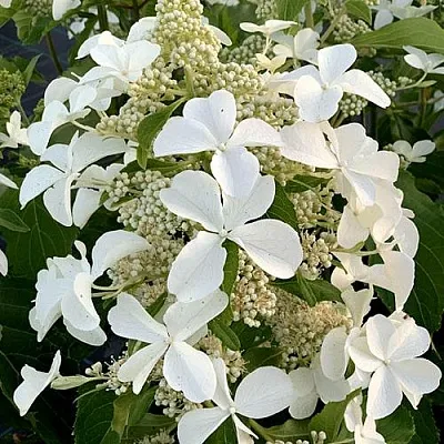 Гортензия ЛЕВАНА метельчатая в Вологде