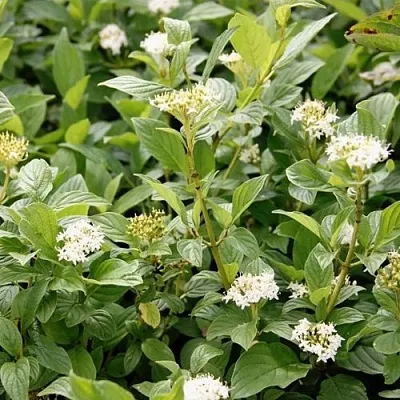 Дерен ФЛАВИРАМЕА отпрысковый   Дерен ФЛАВИРАМЕА отпрысковый  в Вологде