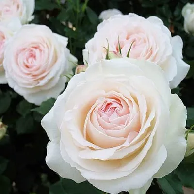 Саженцы роз ПАЛЕ РОЯЛЬ плетистая  Саженцы роз ПАЛЕ РОЯЛЬ плетистая в Вологде