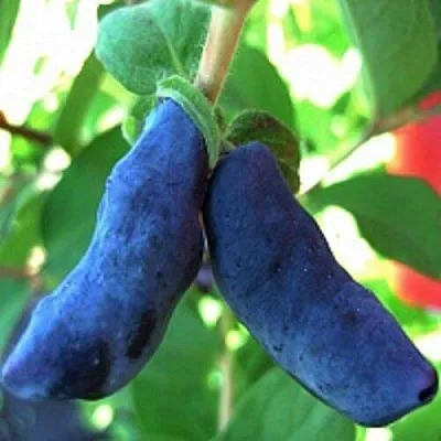 Жимолость съедобная БАКЧАРСКИЙ ВЕЛИКАН в Вологде