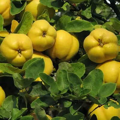 Цидония  Цидония в Вологде