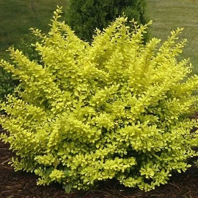 Барбарис АУРЕА тунберга  Барбарис АУРЕА тунберга в Вологде