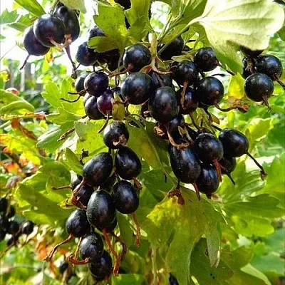 Смородина золотистая ОВАЛЬНАЯ в Вологде