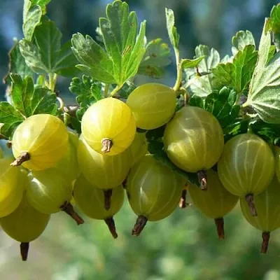 Крыжовник ХИННОНМАЙНЕН КЕЛЬТАЙНЕН  Крыжовник ХИННОНМАЙНЕН КЕЛЬТАЙНЕН в Вологде