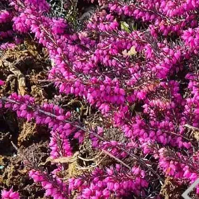 Вереск  Вереск в Вологде