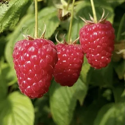 Малина МАПЕМА   Малина МАПЕМА  в Вологде