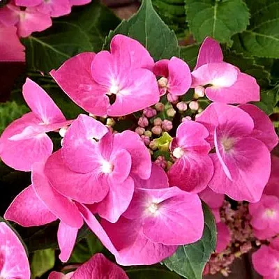 Гортензия ТАУБЕ крупнолистная  Гортензия ТАУБЕ крупнолистная в Вологде