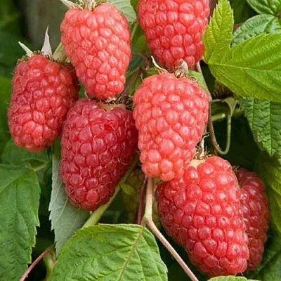 Малина КАСКАД ДЕЛАЙТ  Малина КАСКАД ДЕЛАЙТ в Вологде