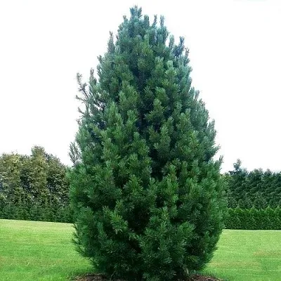 Сосна кедровая   Сосна кедровая  в Вологде