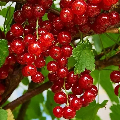 Смородина красная НАТАЛИ в Вологде