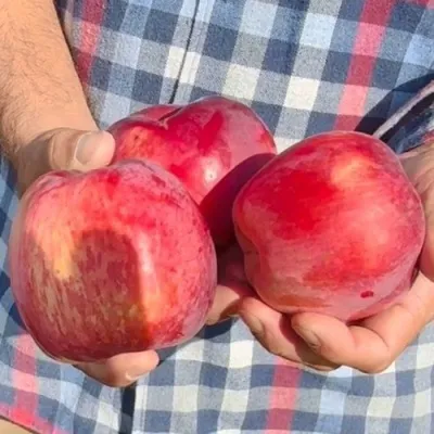 Яблоня ПАМЯТЬ КОВАЛЕНКО в Вологде