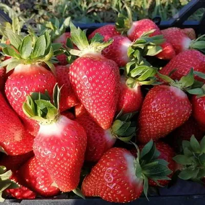 Клубника ЛЮЧИЯ  Клубника ЛЮЧИЯ в Вологде