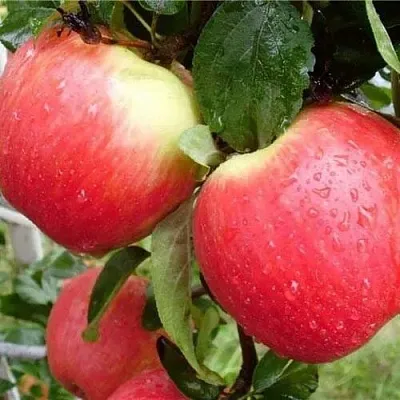 Яблоня ЖЕНЕВА (ЖЕНЕВА ЭРЛИ)  Яблоня ЖЕНЕВА (ЖЕНЕВА ЭРЛИ) в Вологде