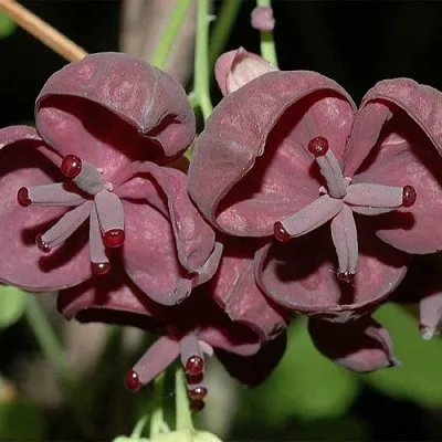 Акебия  Акебия в Вологде